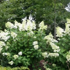 Hydrangea Paniculata 'Unique' -Deals Green4Ever Store pl0000003988 card2 lg