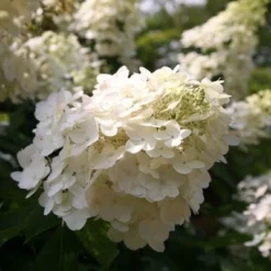 Hydrangea Paniculata 'Unique' -Deals Green4Ever Store pl0000003988 card4 lg