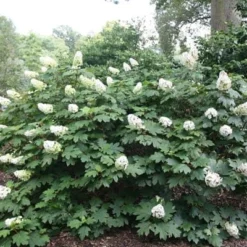 Hydrangea Quercifolia Snow Queen ('Flemygea') -Deals Green4Ever Store pl0000003990 card2 lg