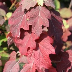 Hydrangea Quercifolia Snow Queen ('Flemygea') -Deals Green4Ever Store pl0000003990 card3 lg