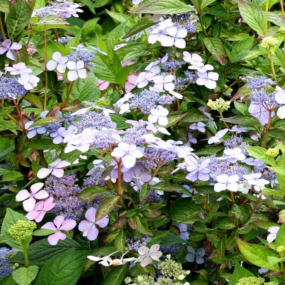 Hydrangea Serrata 'Bluebird' 1 Hydrangea Serrata 'Bluebird'