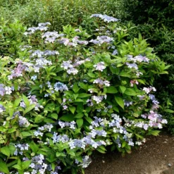 Hydrangea Serrata 'Bluebird' 5 Hydrangea Serrata 'Bluebird' -Deals Green4Ever Store pl0000003992 card2 lg