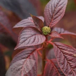 Hydrangea Serrata 'Bluebird' 7 Hydrangea Serrata 'Bluebird' -Deals Green4Ever Store pl0000003992 card4 lg