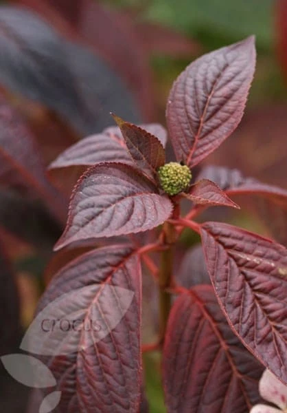 Hydrangea Serrata 'Bluebird' 4 Hydrangea Serrata 'Bluebird' - Image 4