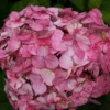 Hydrangea 'Preziosa'