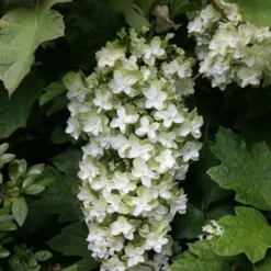 Hydrangea Quercifolia Snowflake ('Brido') -Deals Green4Ever Store pl0000003996 card2 lg
