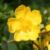 Hypericum × Hidcoteense 'Hidcote'
