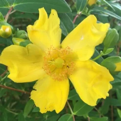 Hypericum × Hidcoteense 'Hidcote' -Deals Green4Ever Store pl0000004004 card3 lg
