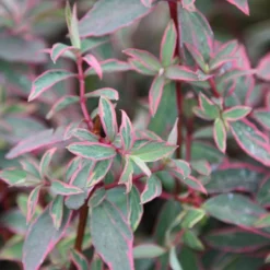 Hypericum × Moserianum 'Tricolor' -Deals Green4Ever Store pl0000004007 card3 lg