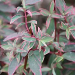 Hypericum × Moserianum 'Tricolor' -Deals Green4Ever Store pl0000004007 card4 lg