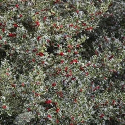 Ilex Aquifolium 'Argentea Marginata' -Deals Green4Ever Store pl0000004010 card2 lg