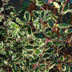Ilex Aquifolium 'Handsworth New Silver'