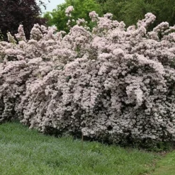 Kolkwitzia Amabilis 'Pink Cloud' -Deals Green4Ever Store pl0000004041 card2 lg