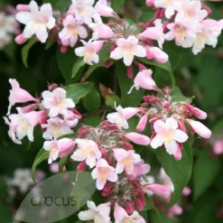 Kolkwitzia Amabilis 'Pink Cloud' -Deals Green4Ever Store pl0000004041 card3 lg