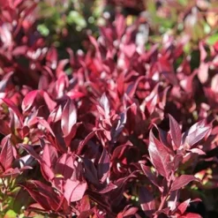 Leucothoe Scarletta ('Zeblid') -Deals Green4Ever Store pl0000004081 card3 lg