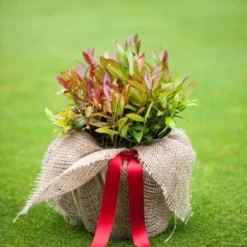 Leucothoe Scarletta ('Zeblid') -Deals Green4Ever Store pl0000004081 card4 lg