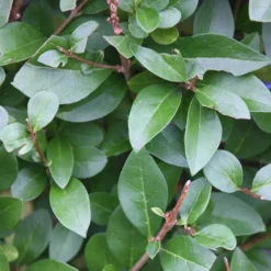 Ligustrum Ovalifolium - Privet Hedging -Deals Green4Ever Store pl0000004093 card2 lg