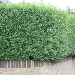 Ligustrum Ovalifolium - Privet Hedging -Deals Green4Ever Store pl0000004093 card3 lg