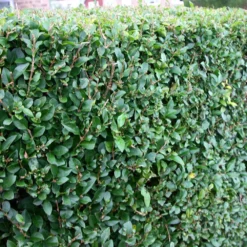 Ligustrum Ovalifolium - Privet Hedging -Deals Green4Ever Store pl0000004093 card4 lg