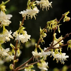 Deals Green4Ever Store 45 Lonicera Fragrantissima