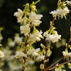 Deals Green4Ever Store -Deals Green4Ever Store pl0000004101 card2 lg