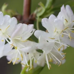 Lonicera × Purpusii 'Winter Beauty' -Deals Green4Ever Store pl0000004111 card2 lg