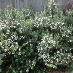 Deals Green4Ever Store -Deals Green4Ever Store pl0000004115 card2 lg