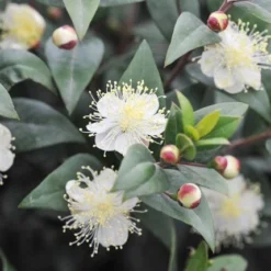 Myrtus Communis Subsp. Tarentina -Deals Green4Ever Store pl0000004115 card3 lg