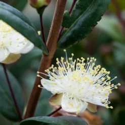 Myrtus Communis Subsp. Tarentina -Deals Green4Ever Store pl0000004115 card4 lg