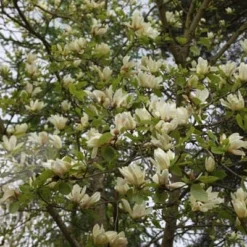 Magnolia 'Elizabeth' -Deals Green4Ever Store pl0000004122 card2 lg