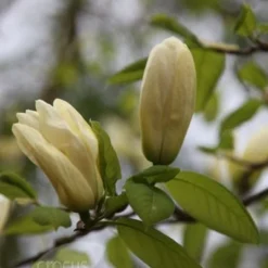 Magnolia 'Elizabeth' -Deals Green4Ever Store pl0000004122 card3 lg