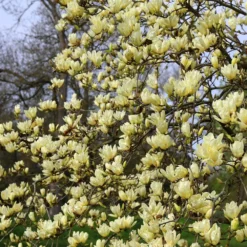 Magnolia 'Elizabeth' -Deals Green4Ever Store pl0000004122 card4 lg