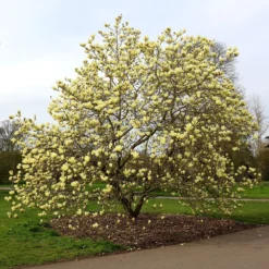 Magnolia 'Elizabeth' -Deals Green4Ever Store pl0000004122 card5 lg