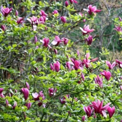 Magnolia Liliiflora 'Nigra' -Deals Green4Ever Store pl0000004135 card2 lg