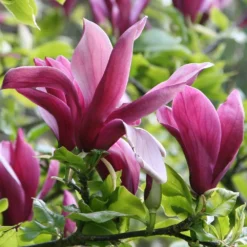 Magnolia Liliiflora 'Nigra' -Deals Green4Ever Store pl0000004135 card4 lg