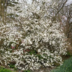 Magnolia Stellata -Deals Green4Ever Store pl0000004139 card2 lg