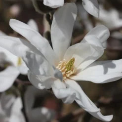 Magnolia Stellata -Deals Green4Ever Store pl0000004139 card3 lg