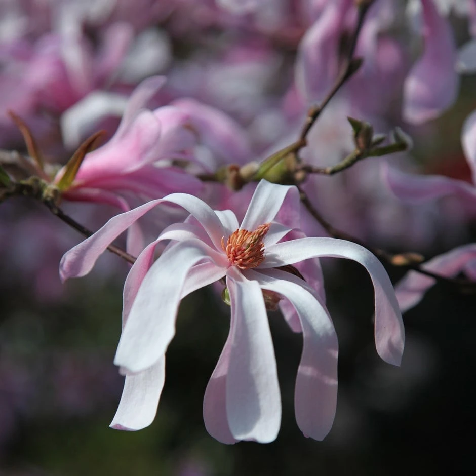 Magnolia × Loebneri 'Leonard Messel' 1 Magnolia × Loebneri 'Leonard Messel'