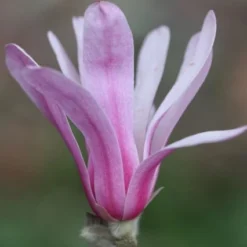 Magnolia × Loebneri 'Leonard Messel' 8 Magnolia × Loebneri 'Leonard Messel' -Deals Green4Ever Store pl0000004144 card3 lg