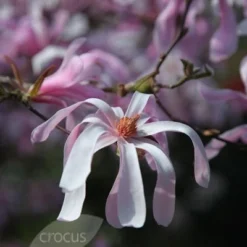 Magnolia × Loebneri 'Leonard Messel' 11 Magnolia × Loebneri 'Leonard Messel' -Deals Green4Ever Store pl0000004144 card6 lg