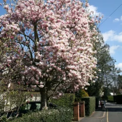 Magnolia × Soulangeana -Deals Green4Ever Store pl0000004146 card2 lg