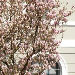 Magnolia × Soulangeana -Deals Green4Ever Store pl0000004146 card3 lg