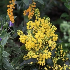 Mahonia Aquifolium 'Apollo' -Deals Green4Ever Store pl0000004154 card2 lg