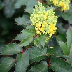 Mahonia Aquifolium 'Apollo' -Deals Green4Ever Store pl0000004154 card3 lg
