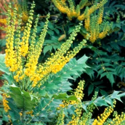 Mahonia × Media 'Winter Sun' -Deals Green4Ever Store pl0000004161 card2 lg