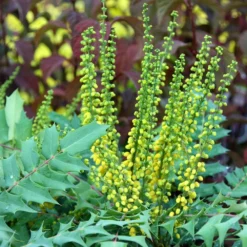 Mahonia × Media 'Winter Sun' -Deals Green4Ever Store pl0000004161 card3 lg