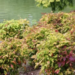 Nandina Domestica 'Fire Power' -Deals Green4Ever Store pl0000004165 card2 lg