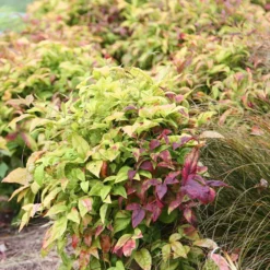 Nandina Domestica 'Fire Power' -Deals Green4Ever Store pl0000004165 card3 lg