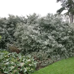 Osmanthus × Burkwoodii -Deals Green4Ever Store pl0000004171 card2 lg