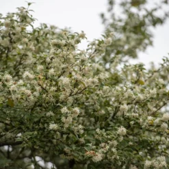 Osmanthus × Burkwoodii -Deals Green4Ever Store pl0000004171 card4 lg